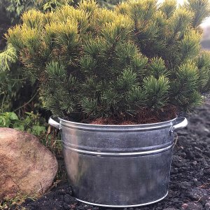 Zinkwanne rund Zinkeimer 22 Liter