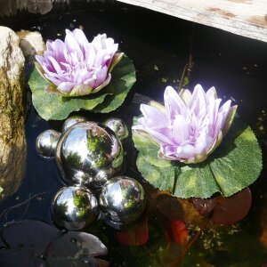 Miniteich Komplettset: 2 lila Seerosen & 6 silberne...