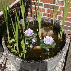 Miniteich Komplettset: 2 lila Seerosen & 6 silberne...