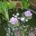 Miniteich Deko mit 2 künstlichen Seerosen lila - Schwimmkugeln in silber
