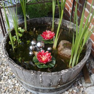 Miniteich Komplettset - 2 rote Seerosen & 6 silberne Kugeln