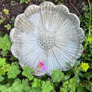 Schale Sonnenblumen Blüte klein Betonoptik