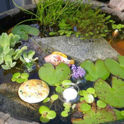 Miniteich komplett Linse Fisch in Gelb