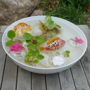 Miniteich komplett Linse Fisch in Gelb