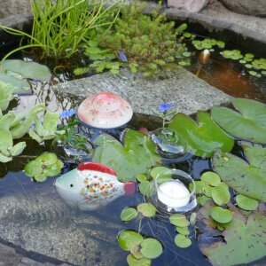 Miniteich komplett Linse Fisch in Rot