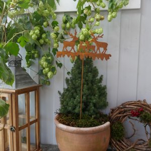 Beetstecker Hirschfamilie