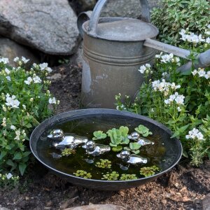 Miniteich Set, graue Schale und Schwimmenten silber