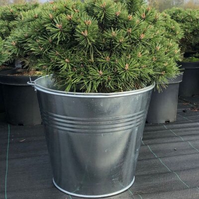 Zinkeimer 15l Blumentopf Putzeimer verzinkt