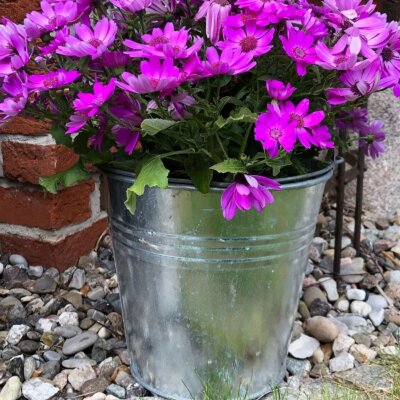 Zinkeimer 7l verzinkt – Robuster Pflanz- & Garteneimer