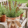 Gartenstecker Rost 4er Set – Wilde Möhre & Blatt-Deko Metall