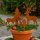 Rost Tannenbaum 2er-Set – Gartenstecker aus Metall
