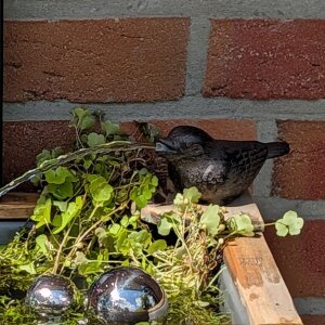 Miniteich Kompletset Wasserspeier Spatz mit Pumpe und Holzkiste