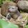 Wasserspeier Otter mit Pumpe - Deko für Ihren Miniteich - Teichdeko