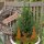 Gartenstecker Elch Tanne 4er Set